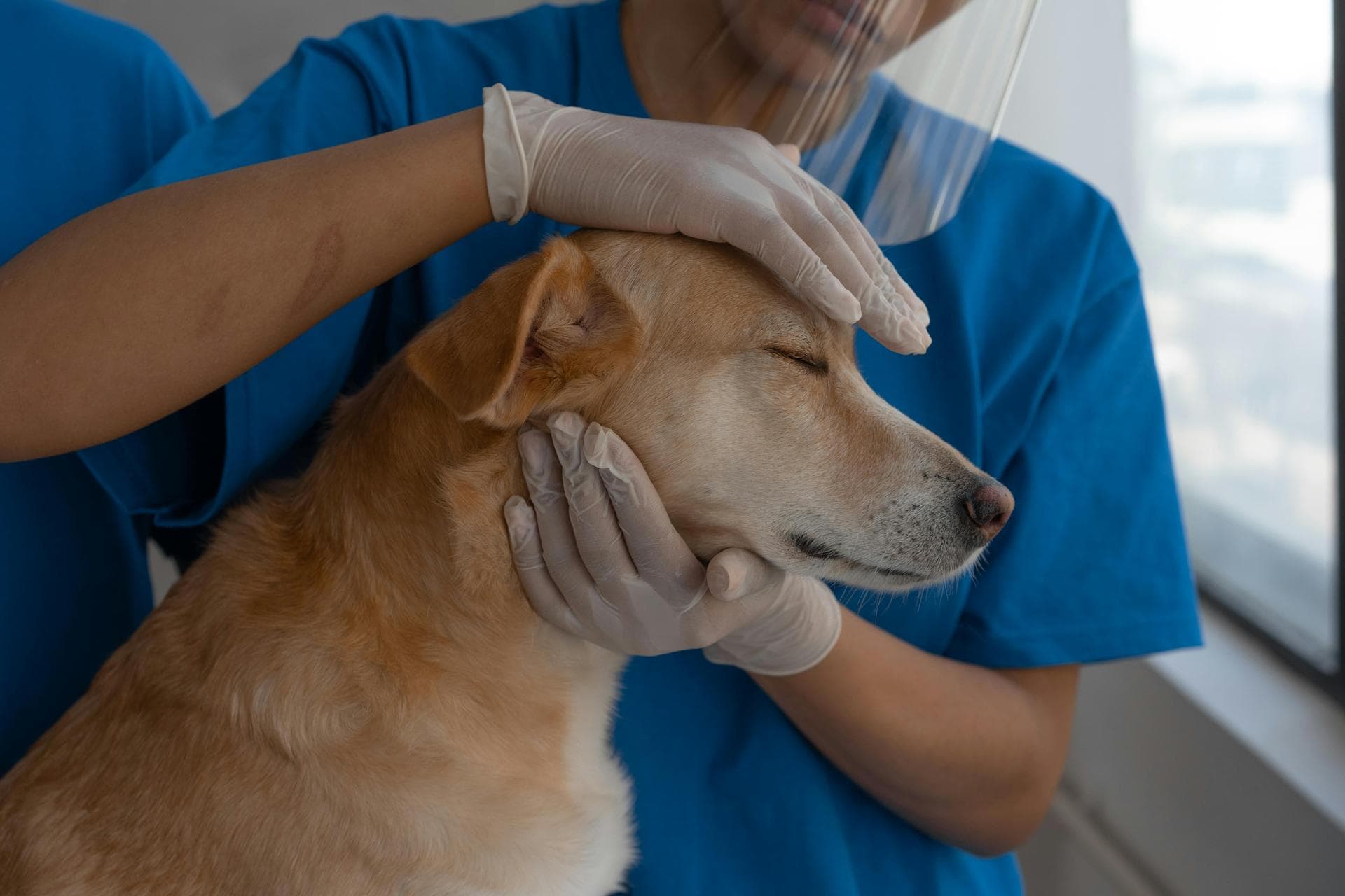 Specialist Vets in Gulfport