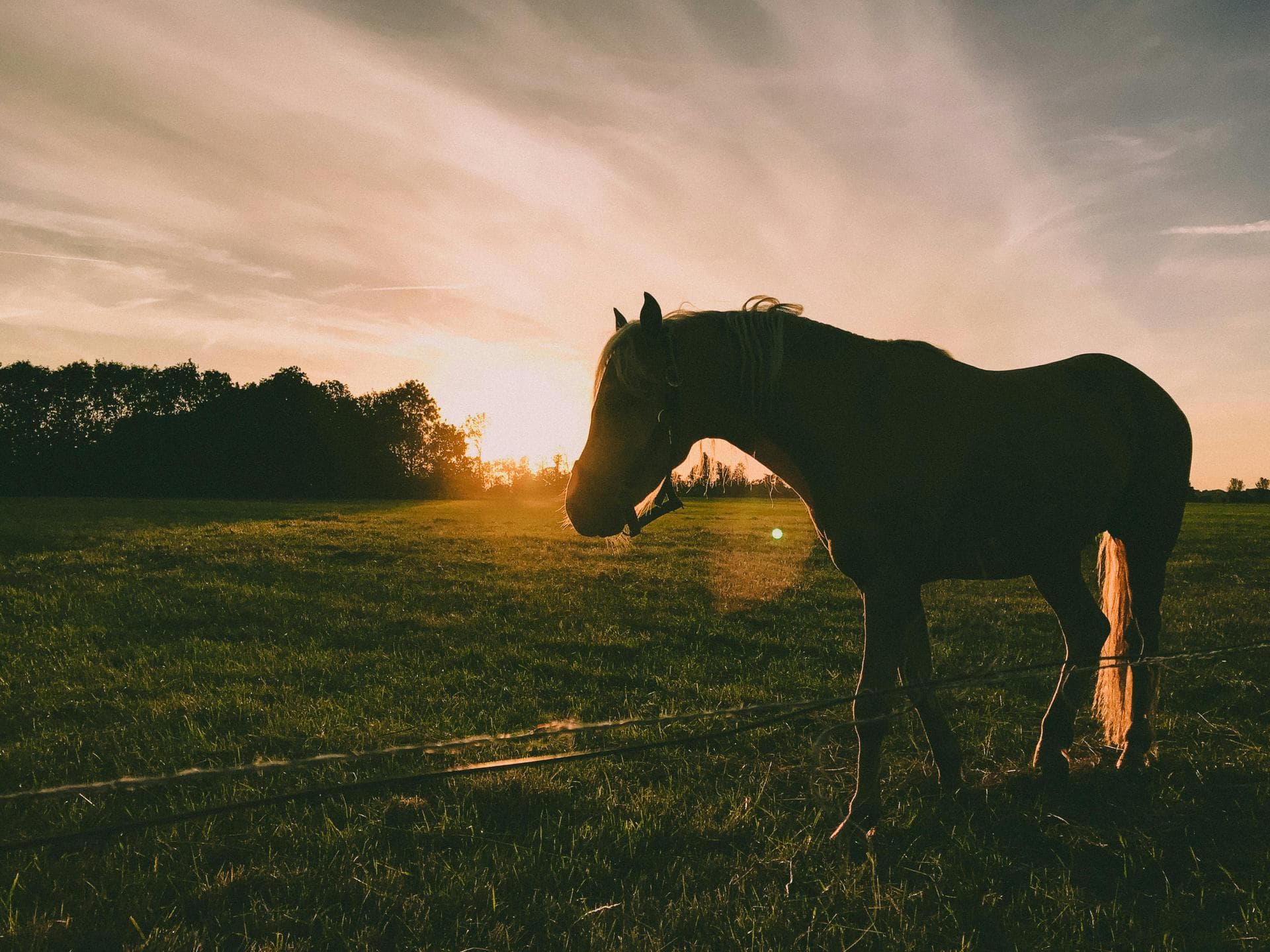 Farm & Large-Animal Vets near Gulfport